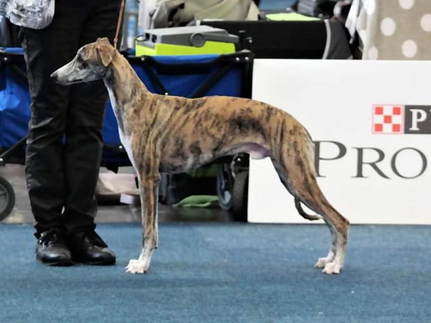 tango online sighthound